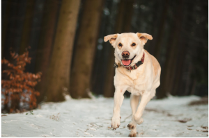 cbd relieve anxiety in pets