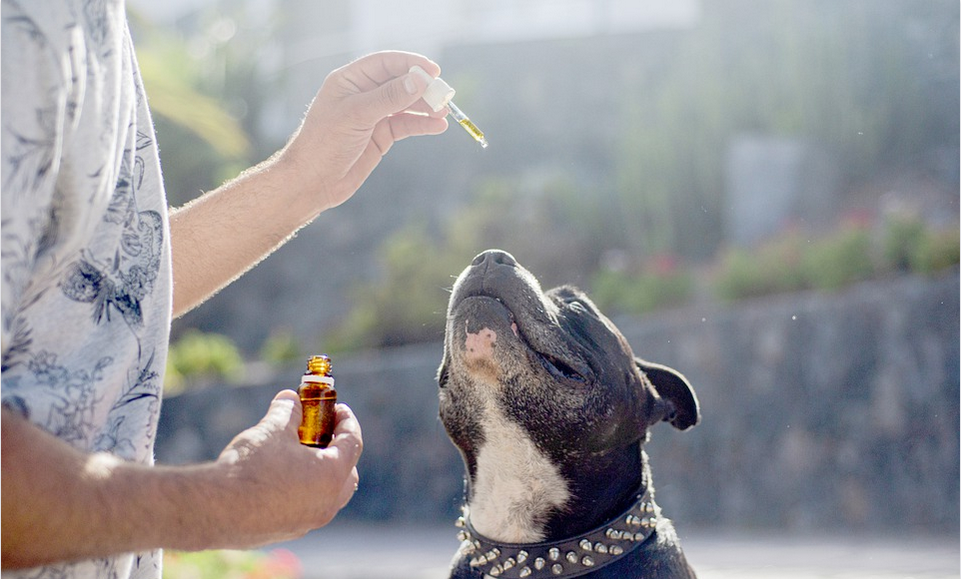 giving a dog cbd with a dropper