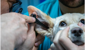 a dog in pain receiving treatnent