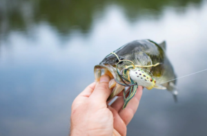 fish