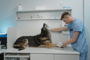 vet check